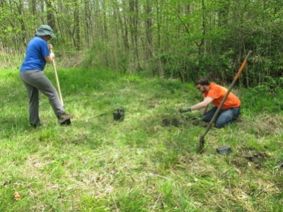 Planting oak patch